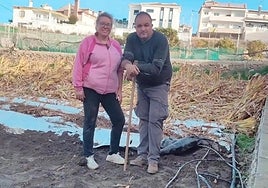 Guadelupe Martín and David Ruiz harvesting turmeric in Torrox.