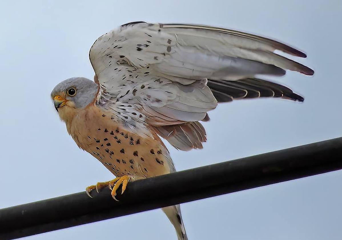 A lesser kestrel.