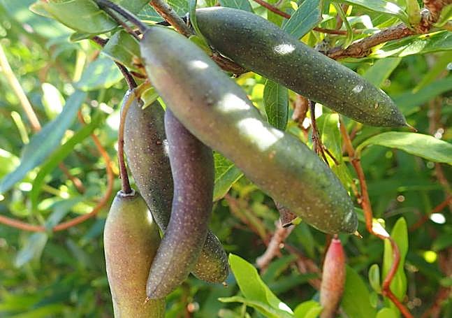 The fruit of Billardieria.