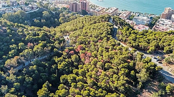 How drought and pests are killing trees in Malaga city