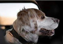 File image of a dog inside a car.