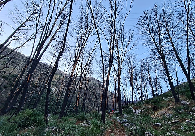 Burnt trees from the fire of summer 2022.