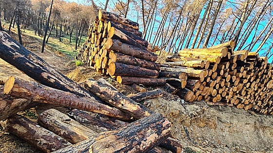 What's happening to the burnt wood in the Mijas mountains?