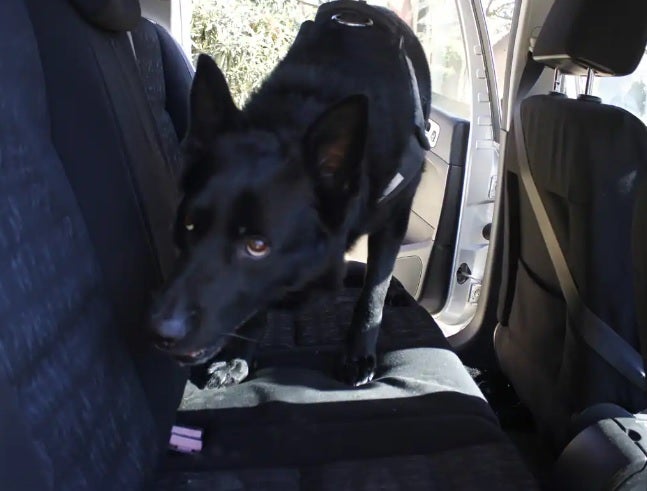 Loki hunting for a stash of drugs during a training exercise.