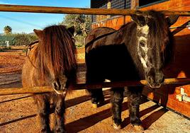 Duque (r) at his new home after being cared for and rehabilitated by the ARCH equestrian charity.