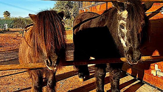 Abused pony ruling by Malaga court sets 'precedent' in favour of animal charities