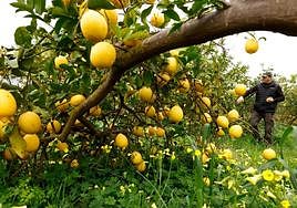 Sebastián Ramos stands by his unpicked lemons on his farm in Torrealquería in Alhaurín de la Torre.
