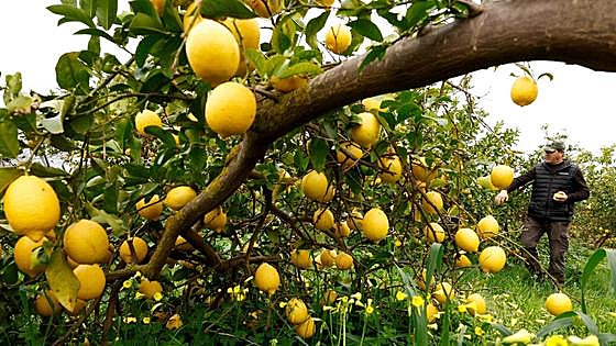 Lemon disgrace: from just ten cents off the tree to more than two euros in the supermarket