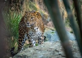 One of the leopards that can be seen at Bioparc.