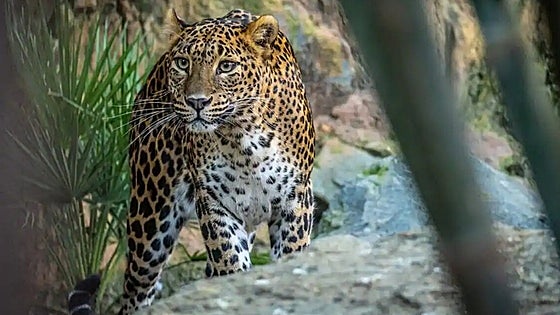Bioparc Fuengirola welcomes new pair of endangered Sri Lankan leopards to the Costa del Sol
