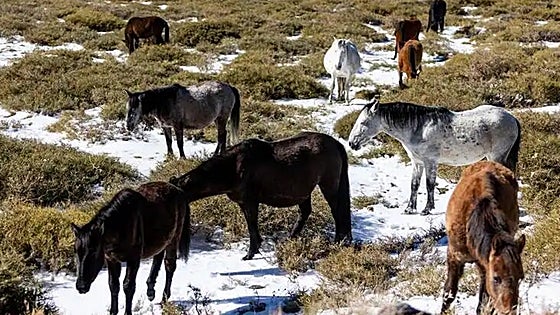 In pictures: Wild horses, mares and foals pay special visit to Sierra Nevada ski resort after recent storms
