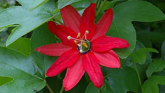Recommended for your garden in the south of Spain: Passiflora manicata