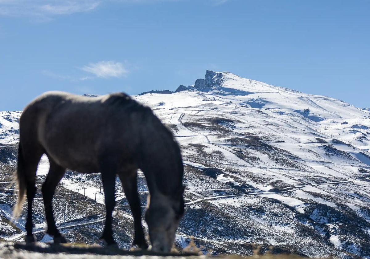 Imagen principal - In pictures: Wild horses, mares and foals pay special visit to Sierra Nevada ski resort after recent storms