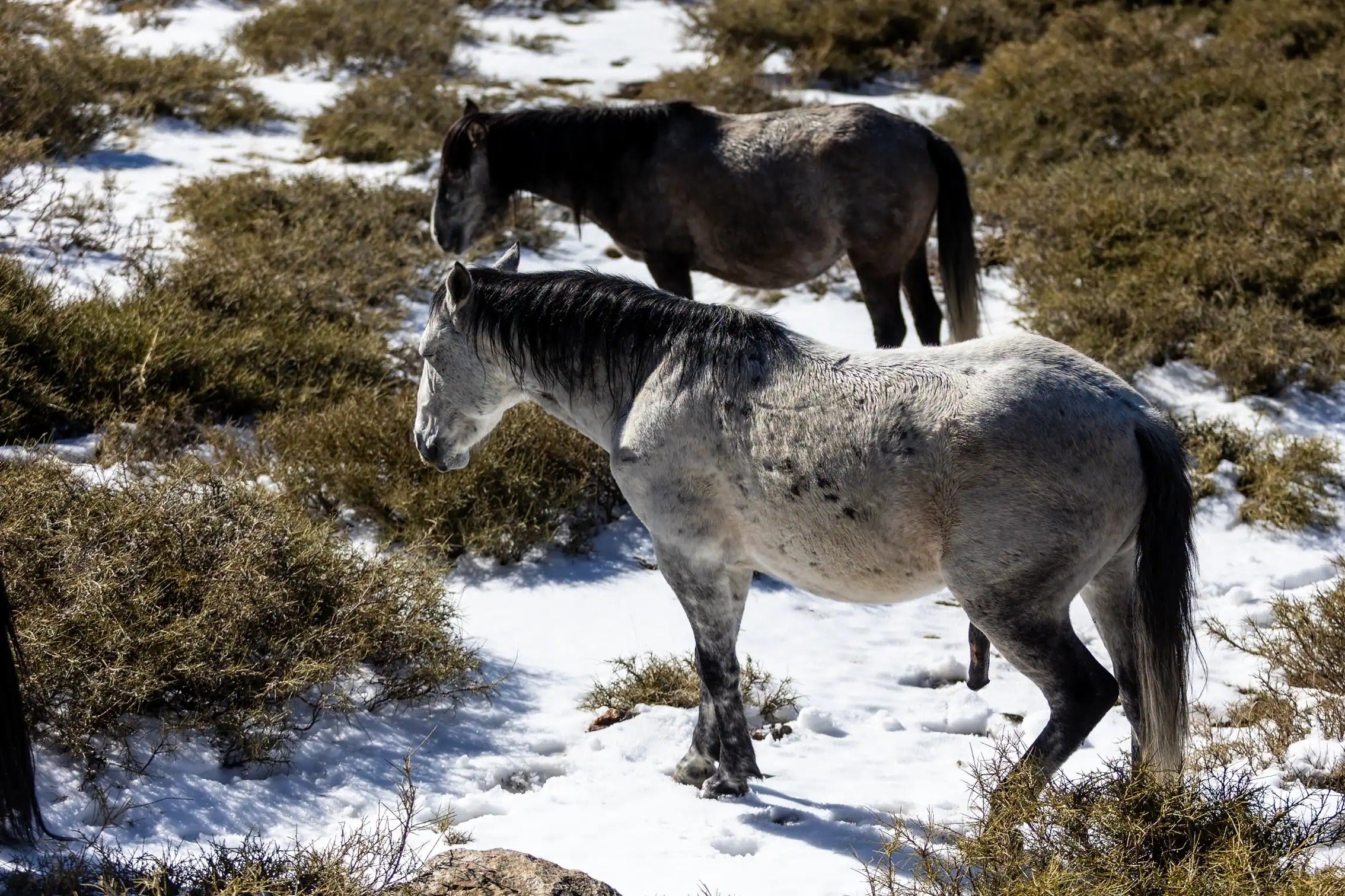 Imagen secundaria 1 - In pictures: Wild horses, mares and foals pay special visit to Sierra Nevada ski resort after recent storms