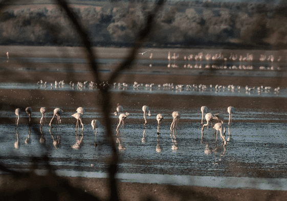 Hundreds of flamingos have returned to Fuente de Piedra lake after the recent rain.