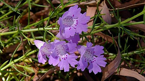 Recommended for your garden in the south of Spain: Hemiandra pungens