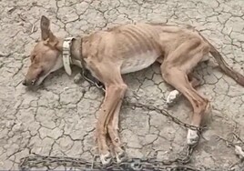 More than 30 people investigated for cruelty in Malaga province after animals found living in 'deplorable' conditions