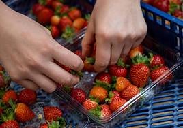 Hepatitis A detected in strawberries from Morocco.