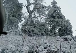 Snow-covered trees in the Sierra de las Nieves.