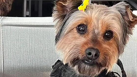 Fashion show and afternoon tea to raise funds for Costa del Sol animal shelter