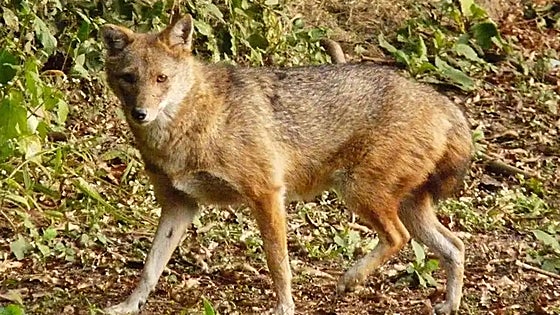 Watch as first golden jackals are spotted in the wild in Spain as experts say there is 'no doubt' more will arrive