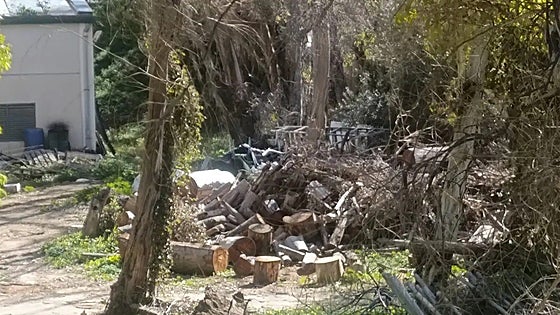 Controversy after 35 established trees felled next to Costa del Sol train tracks