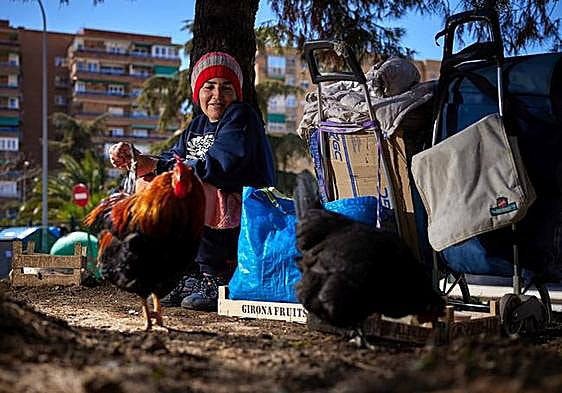Jobless Fátima cares for her pet chickens on a small traffic island in Granada while waiting for a lucky break