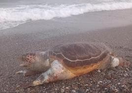 The loggerhead turtle found dead in Carchuna.