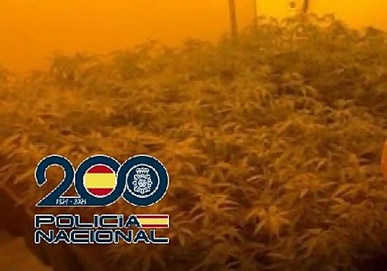 Gang that rented luxury villas on Costa del Sol to grow marijuana is busted