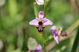 A local variety of wild orchid.