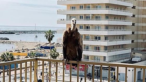Vulture makes surprise flying visit to balcony of seafront holiday apartment on Costa del Sol