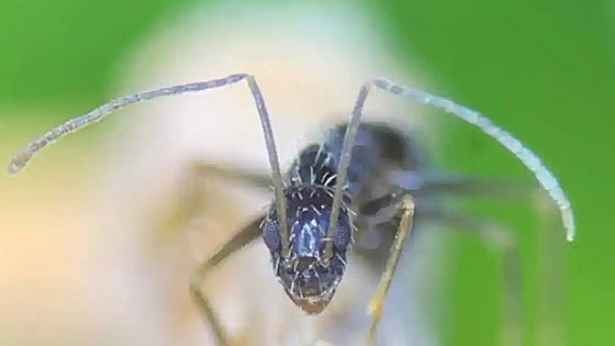 Experts urge immediate action to prevent further spread of 'crazy ants' in Spain