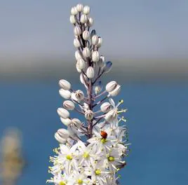 Drimia maritima flower.