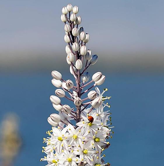 Recommended for your garden in the south of Spain: Drimia maritima