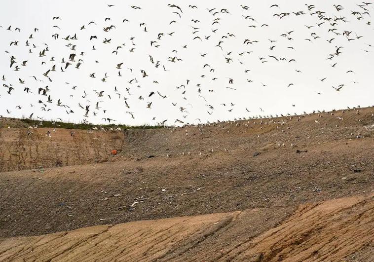 Seagulls hover over a landfill site located in the Community of Madrid region.