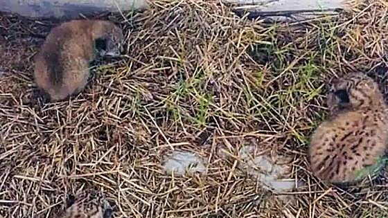 Three Iberian lynx cubs found in a hayloft in Toledo