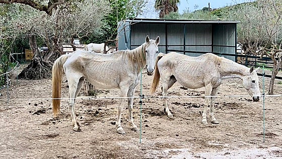 ARCH horse rescue centre called in to help in 'one of the worst cases of neglect' in its history