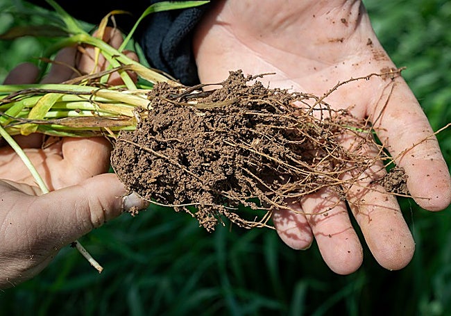 This year the cereal has vigorous roots.