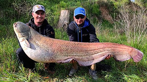 The invasive predator fish that is making its home in major rivers in the north of Spain