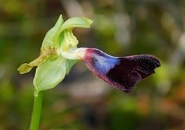 Specimen of ophrys atlantica.