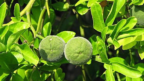 Recommended for your garden in the south of Spain: Citrus trifoliata