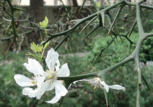 The blossom of Citrus trifolia.