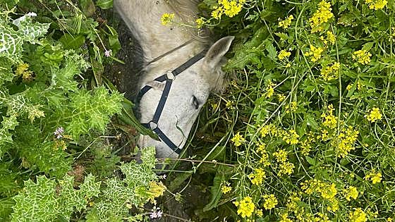 Watch as firefighters in Spain use a turntable ladder to help rescue a horse after it became trapped in a ditch