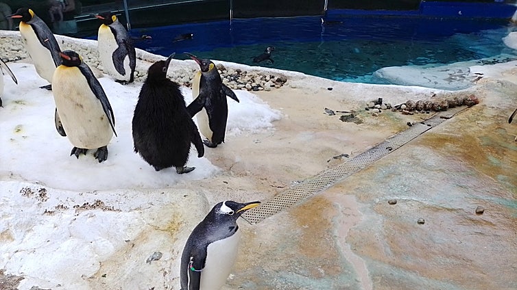 Why Benalmádena is 'king' of breeding penguins in captivity