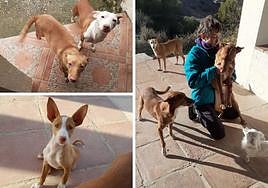 Images of the dogs that were stolen in Monda