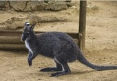 The Bennett's wallaby
