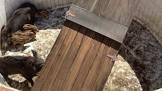 Emergency service rescue teams haul wild boar to safety from swimming pool on Spain's Costa Tropical