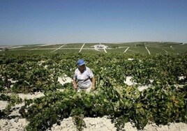Farming boost in Andalucía: Junta to provide 500-million-euro aid 'lifeline' to region's agricultural sector