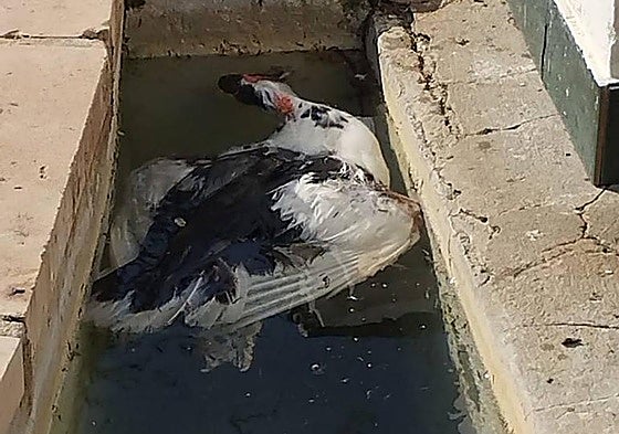 The animal found dead.