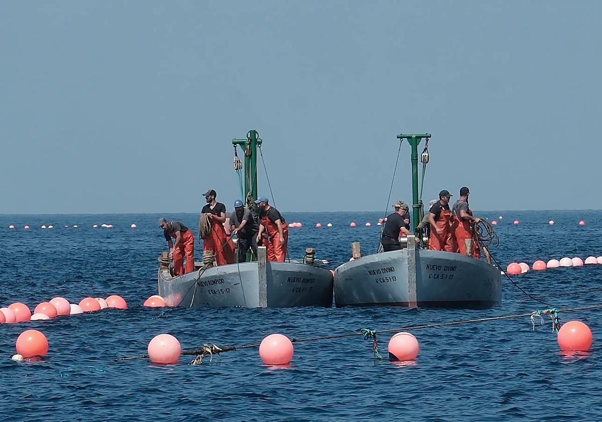 Imagen principal - Tuna fishing season using a technique thousands of years old opens in Spain with some of those landed on first day weighing close to 400 kilos